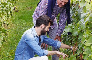 Vitivinicoltura ecologica