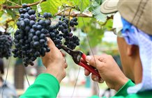 Agricoltura biologica controllata