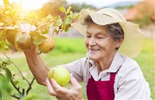 Mele dei contadini dell'Alto Adige