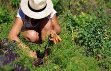 Prodotti del contadino in Alto Adige - Carota