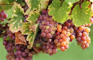 Gewürztraminer dell'Alto Adige