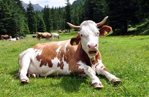 Leggenda di una mucca che salva il castello di Tures