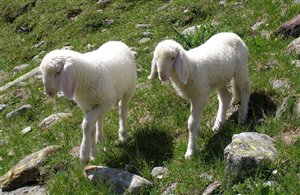 Agnelli durante la transumanza di pecore nella Valle Ötztal
