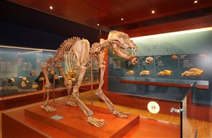 Orso preistorico nel Museum Ladin