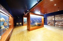 Museum Ladin Ursus ladinicus