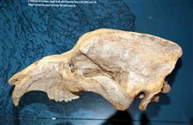 Osso cranio  - Orso delle caverne Ursus ladinicus