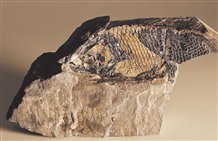 Fossilie aus dem Grödner Tal