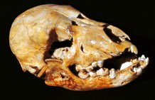 Schädelknochen - Museum Dolomythos