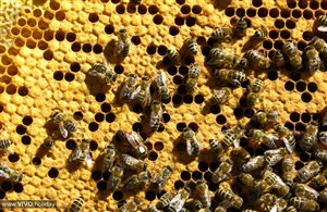 Imkermuseum Plattner Bienenhof am Ritten