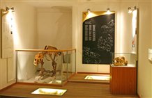 Orso delle Conturines nel Centro Visite del Parco Naturale Fanes-Senes-Braies