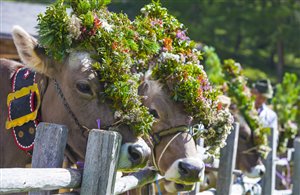 Kühe beim Almabtrieb in Südtirol