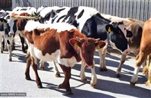 Almabtrieb in Toblach im Hochpustertal