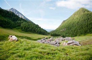 Malga Fane nell'area turistica Gitschberg - Jochtal