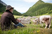 Pastore sulla Malga Fane