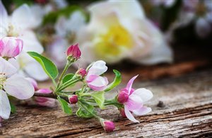 Fioritura dei meleti in Alto Adige