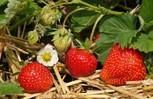 Valle delle fragole in Val Venosta in Alto Adige