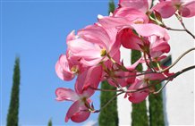 Blüten in den Gärten von Schloss Trauttmansdorff