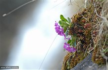 Fiori alla cascata di Parcines