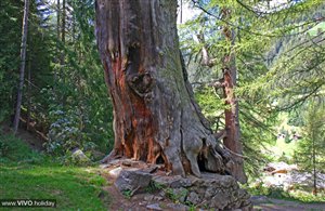 Larici secolari presso San Geltrude in Val d'Ultimo