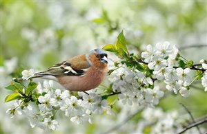Fioritura primaverile in Alto Adige