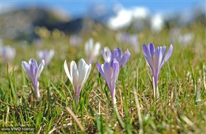 Frühlingserwachen im Pustertal