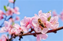 Apfelbaum mit Apfelblüte