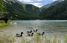 Anatre al Lago di Anterselva in Alto Adige