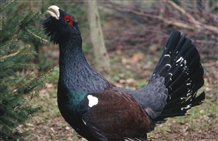 Gallo cedrone nel bosco