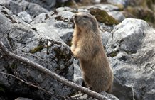 Marmotta sulle montagne dell'Alto Adige