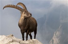 Stambecco su terreno roccioso