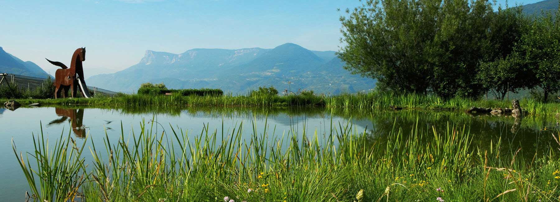 Apfelblute In Sudtirol Vivosudtirol