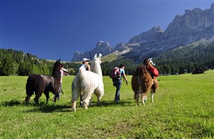 Trekking con lama e alpaca in Val d'Ega