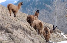 Lama al maso Prennergut