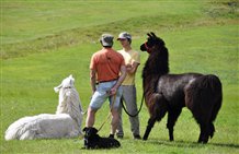 Trekking con lama e alpaca al maso Prennergut in Val d'Ega