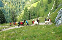 Trekking con lama e alpaca nell'area vacanze Val d'Ega