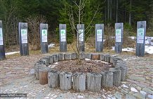 Mondo Magico della Foresta