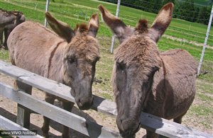 Parco fauna di Dobbiaco