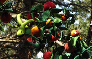 Filz Schlange und Äpfel