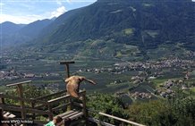 Greifvogel bei Flugvorführung