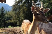 Caprioli - Fattoria Rainguthof