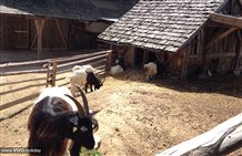 Capre - Mondo degli animali Rainguthof