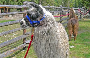 Lama Trekking am Ritten