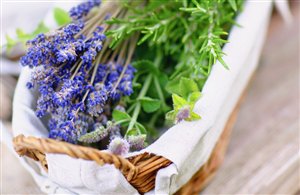 Erbe e piante per la salute