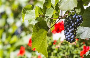 La cura dell'uva di Merano