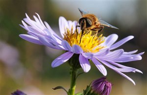 Tipps für Pollenallergiker in Südtirol