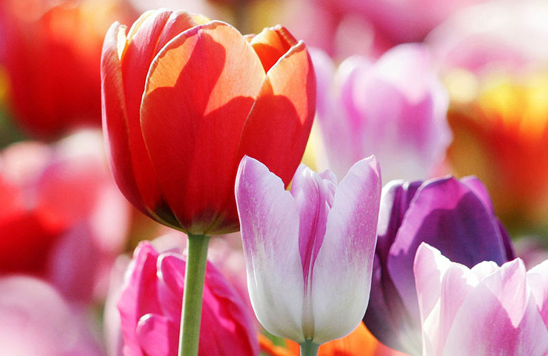 Eventi primaverili in Alto Adige