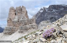 Klettersteig Toblinger Knoten in Südtirol