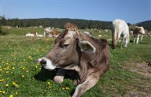 Festa sulla malga - Giorno di San Bartolomeo al Renon