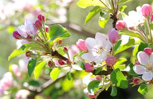 Blütenfesttage in Lana in Südtirol