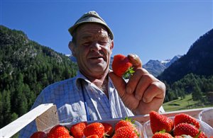 Festa delle Fragole di Martello in Val Venosta